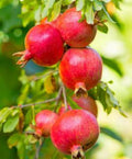 Pomegranate Plant - Medovyi Vasha, Cold Hardy, Sweet Fruit, 10-18 Inch, 1 Gallon Pot, Punica granatum