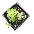 Virginia Waterleaf Plant 2.5-Inch Pot Hydrophyllum virginianum Native Pollinator-Friendly