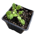 Organic White Horehound Plant in 2.5-inch Pot - Marrubium vulgare, Perennial with Gray-Green Foliage & White Flowers