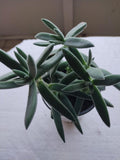 Crassula Plant - Small Succulent - Pretty in Pewter Crassula - Crassula perfoliata falcata - Easy Care Indoor Houseplant