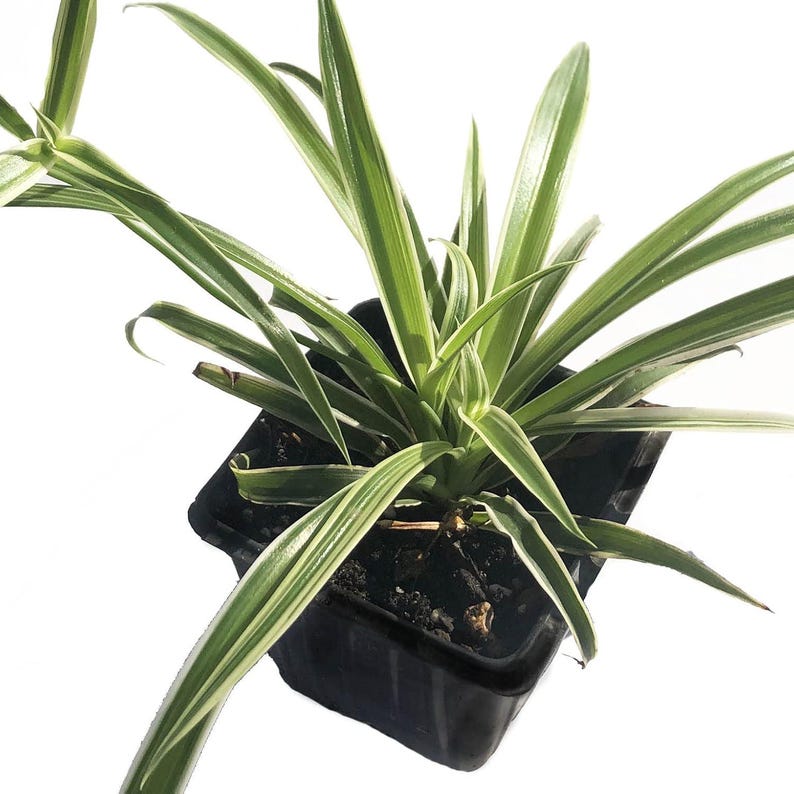 Organic Reverse Variegated Spider Plant in 2.5-Inch Pot, Chlorophytum comosum, Air-Purifying Houseplant
