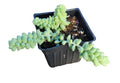 Succulent Plant in 2.5-Inch Pot | Burro's Tail Sedum morganianum | Organic Trailing Houseplant