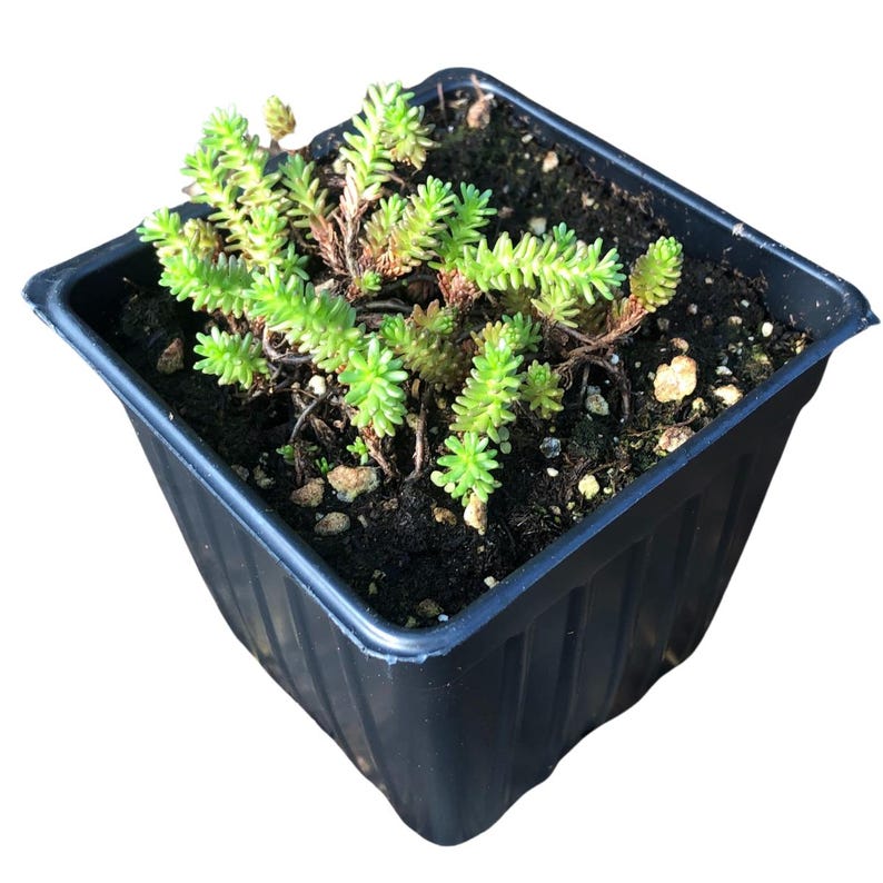 Tasteless Stonecrop Plant in 2.5-inch Pot, Sedum sexangulare, Drought-Resistant Groundcover for Xeriscapes and Rock Gardens