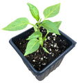 Hungarian Wax Hot Pepper Plant in 2.5-Inch Pot | Organic Capsicum annuum | Medium-Hot for Frying & Pickling
