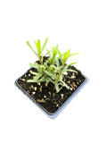 Organic Tarragon Plant in 2.5-Inch Pot - Artemisia dracunculus Culinary Herb for Salads & Cooking