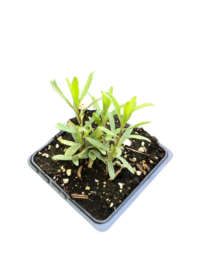 Organic Tarragon Plant in 2.5-Inch Pot - Artemisia dracunculus Culinary Herb for Salads & Cooking