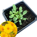 Lanceleaf Coreopsis Plant 2.5-Inch Pot Native Pollinator Perennial Coreopsis lanceolata for Full Sun