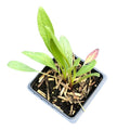 Pale Purple Coneflower Plant in 2.5-Inch Pot | Echinacea pallida | Native Pollinator for Dry Soils