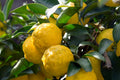 Yuzu Citrus Tree in 1/2 Gallon Pot | Aromatic Fruit, Unique Flavor | Citrus junos | Cold-Hardy Patio Tree