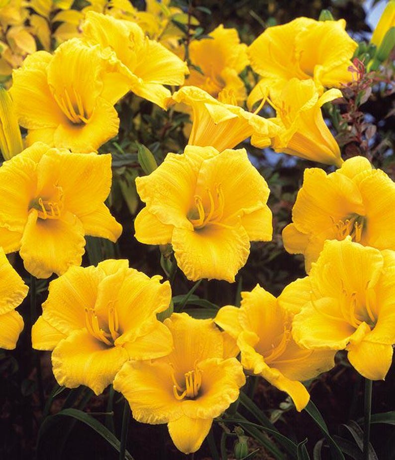 Daylily Plant Well-Rooted Stella d'Oro Hemerocallis 'Stella d'Oro' Yellow Blooms
