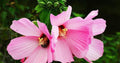 Swamp Rose Mallow Plant - Well Rooted Pink Flowers - Hibiscus moscheutos - Attracts Bees & Butterflies - Garden Perennial