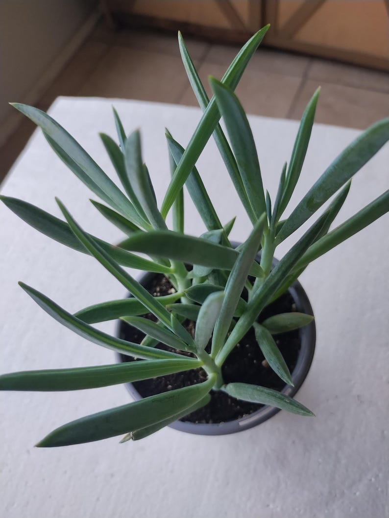 Turquoise Tentacles Plant + Small Rooted + Free Cutting + Pothos, Philodendron, Spider Plant, Tradescantia Zebrina