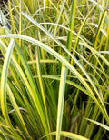 Ogon Sweet Flag Clump - Evergreen Grass for Wet Soils - Acorus gramineus 'Ogon' - Pond & Container Plant