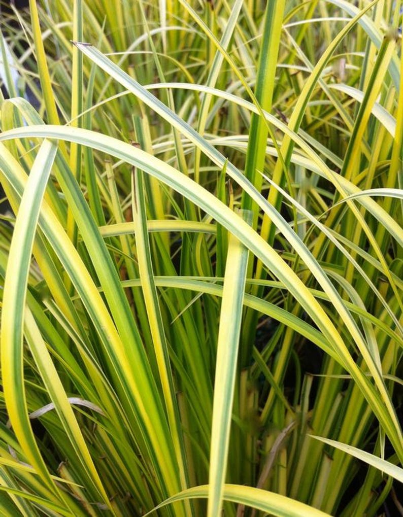 Ogon Sweet Flag Clump - Evergreen Grass for Wet Soils - Acorus gramineus 'Ogon' - Pond & Container Plant