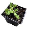 Organic White Horehound Plant in 2.5-Inch Pot | Marrubium vulgare Perennial Herb with Gray-Green Foliage