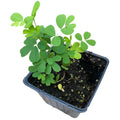Wild Senna Seedling - 2.5-inch Organic Plant - Senna hebecarpa Native Pollinator Herbaceous Perennial