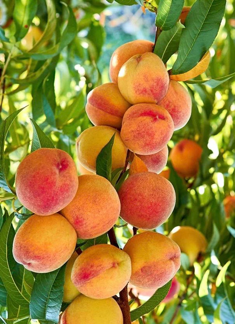 Grafted Tropic Beauty Peach Tree in Half Gallon Pot - Low-Chill Prunus persica for Warm Climates