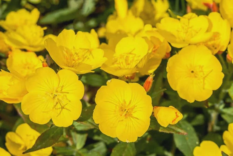 Yellow Primrose Live Bareroot Clump - Hardy Perennial for Full Sun - Primula vulgaris, Zones 4-9