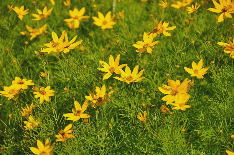 Bareroot Coreopsis verticillata - Threadleaf Coreopsis Perennial with Bright Yellow Flowers for Full Sun, Drought Tolerant, Low Maintenance