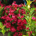 Red Weigela Plant - Live Shrub with Vibrant Red Flowers - Weigela florida - Compact 2 ft Tall Garden Shrub