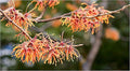 Well-Rooted Witch Hazel Plant Hamamelis virginiana for Garden, Shrub, or Hedges - Shipping Included