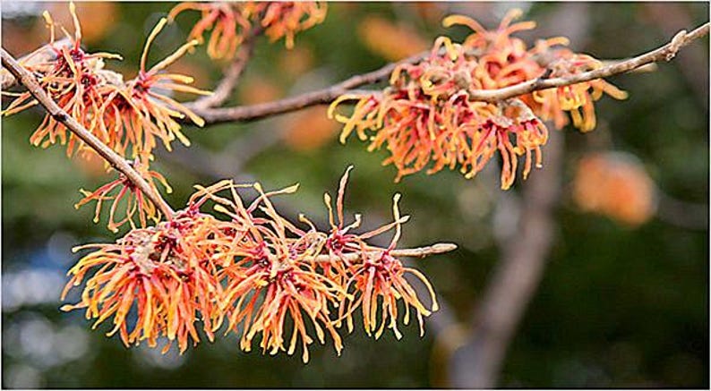 Well-Rooted Witch Hazel Plant Hamamelis virginiana for Garden, Shrub, or Hedges - Shipping Included