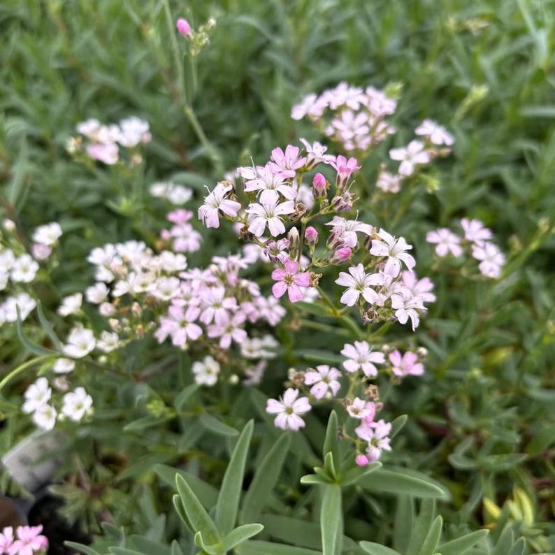 Creeping Baby's Breath Live Plant 3.5" Pot Pink Gypsophila repens 'Rosea' for Garden, Borders, and Containers