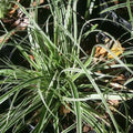 Carex oshimensis Everest Bareroot Plant - Compact Clumping Japanese Sedge for Part Sun Zones 5-9