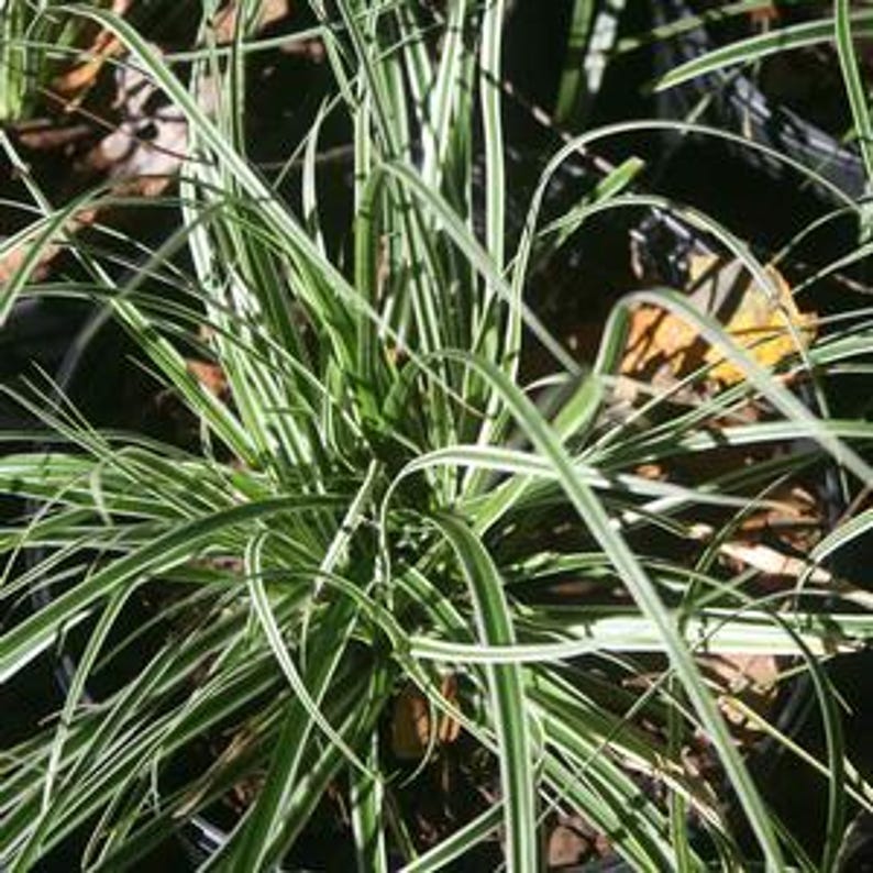 Carex oshimensis Everest Bareroot Plant - Compact Clumping Japanese Sedge for Part Sun Zones 5-9