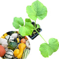 Small Gourd Mix Plant in 2.5-Inch Pot, Cucurbita pepo, Decorative Autumn Gourds for Halloween Decor