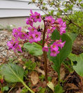 Bergenia Bare Root Plant - Pink Flowers, Hardy Perennial for Zones 5-8, Easy Care Garden Ground Cover, Bergenia spp.