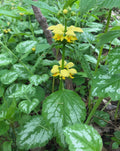Lamium Galeobdolon Bare Root Plant – Yellow Archangel Ground Cover, Perennial, Shade Tolerant, Drought Resistant
