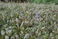 Ajuga Chocolate Chip Plants - Bare Root Clump - Ajuga reptans Chocolate Chip Ground Cover, Shade Tolerant, Drought-Resistant