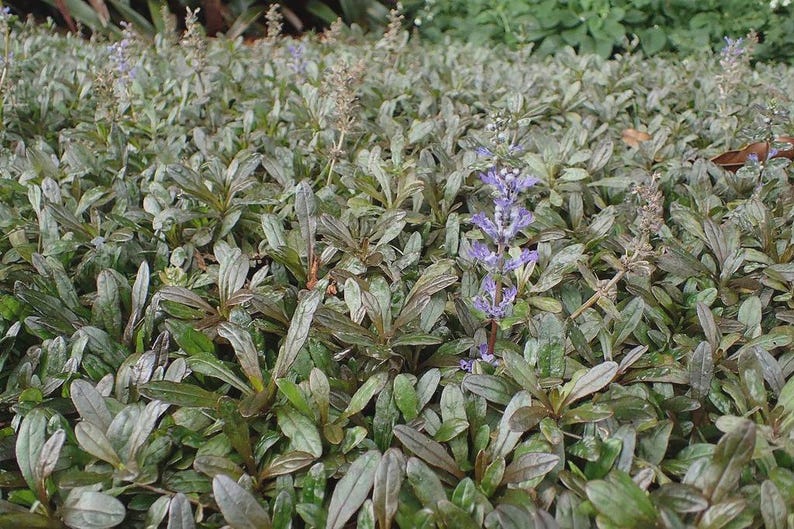Ajuga Chocolate Chip Plants - Bare Root Clump - Ajuga reptans Chocolate Chip Ground Cover, Shade Tolerant, Drought-Resistant