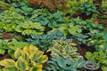 Hosta Plants - Mixed Varieties, Bareroot, Hardy Shade Perennials, Zones 3-8