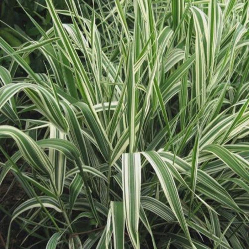 Ribbon Grass Seeds - Perennial Ground Cover - Hardy in Zones 4-9 - Phalaris arundinacea - Easy Care Sun/Part Shade