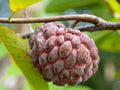 Atemoya Tree Grafted 3-Gallon Lisa Annona Hybrid Tropical Fruit Pink Low Seed Count