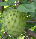 Atemoya Priestly Grafted Tree - Tropical Fruit Plant in 3 Gallon Pot - Annona Hybrids for Home Garden