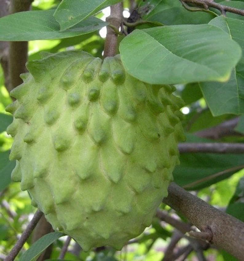 Atemoya Priestly Grafted Tree - Tropical Fruit Plant in 3 Gallon Pot - Annona Hybrids for Home Garden