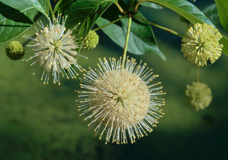 Buttonbush Plant Bareroot 10-18" Cephalanthus occidentalis Native North American Shrub