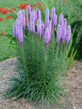 Liatris spicata Bare Root Plants – 3 Blazing Star Perennials for Pollinators & Borders