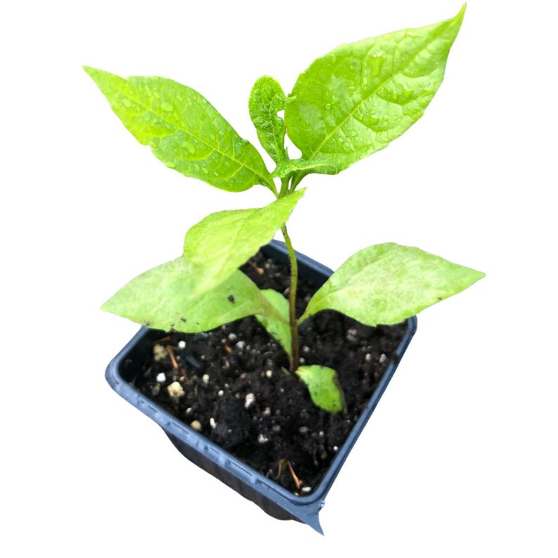 Organic Wingstem Plant in 2.5-Inch Pot Verbesina alternifolia Native Pollinator Perennial
