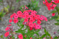 Red Garden Phlox Bareroot Plant – Vibrant Red Flowers – Phlox paniculata – Perennial Garden Flower