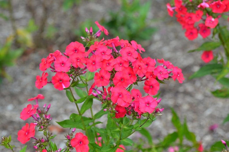 Red Garden Phlox Bareroot Plant – Vibrant Red Flowers – Phlox paniculata – Perennial Garden Flower