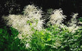 Goatsbeard Plants Set of 3 - Aruncus dioicus - Hardy Perennial for Zones 3-9 - Partial Shade or Full Sun