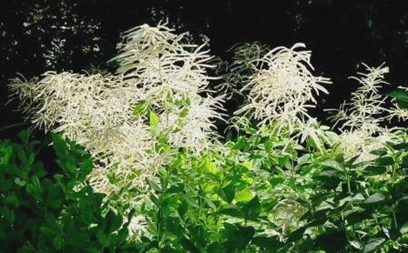 Goatsbeard Plants Set of 3 - Aruncus dioicus - Hardy Perennial for Zones 3-9 - Partial Shade or Full Sun
