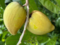 Grafted Canistel Tree 3-Gallon Pot Eggfruit Variety Pouteria campechiana Tropical Fruit Plant