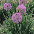 Allium Bulbs Bare Root Clump - Serendipity Variety - Vibrant Spherical Flower Clusters - Pollinator Attracting Allium Serendipity