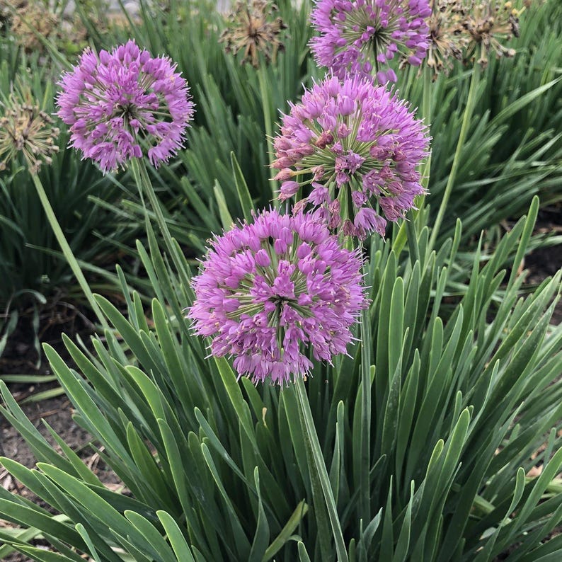 Allium Bulbs Bare Root Clump - Serendipity Variety - Vibrant Spherical Flower Clusters - Pollinator Attracting Allium Serendipity