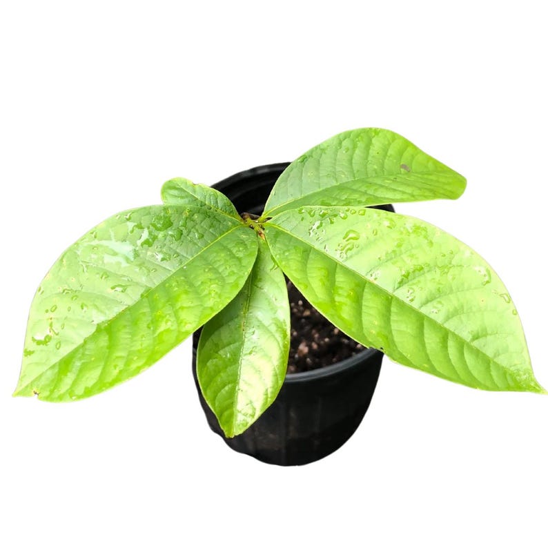 Pawpaw Seedling 12-18" Tall, Edible Fruit Tree, Asimina triloba, Native Landscape Plant, Hardy for Zones 5-9